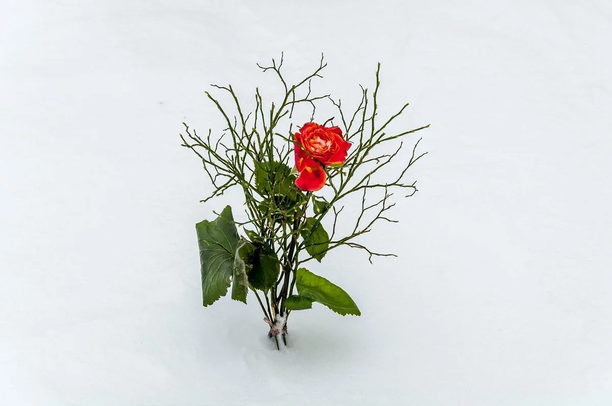 A single red rose in the snow