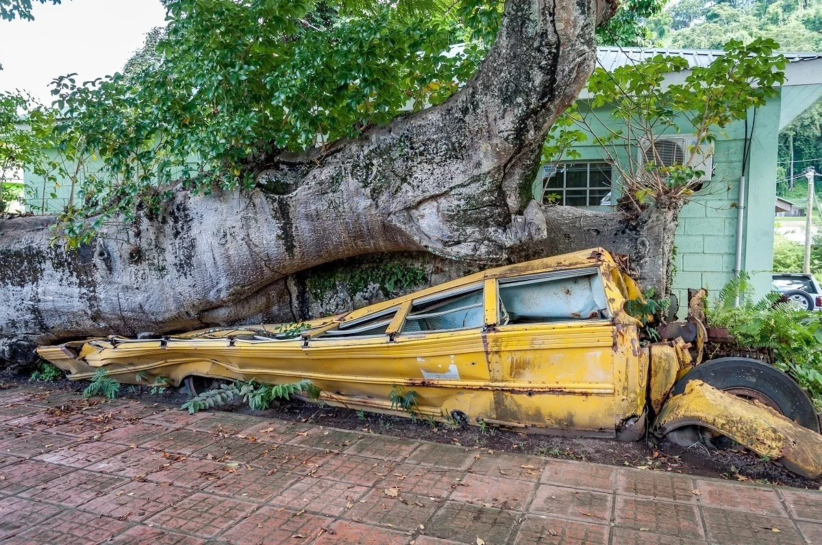 Yellow school bus crushed under a baobab tree 