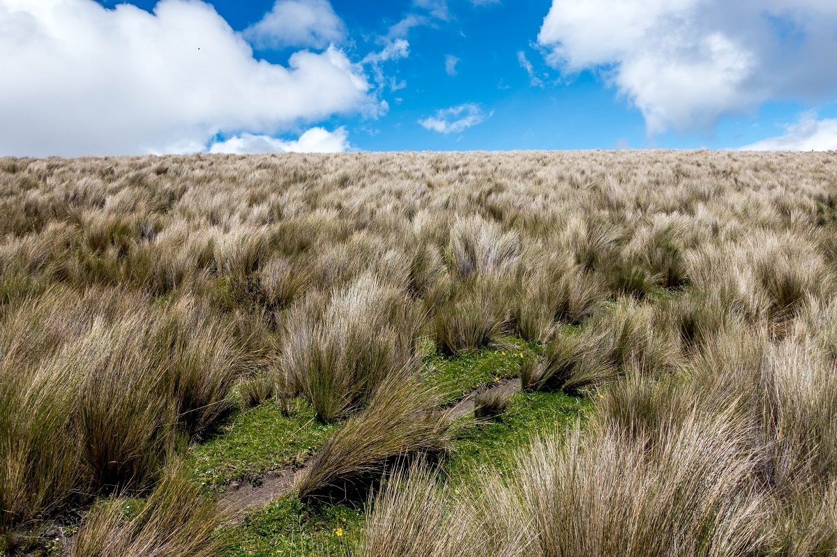 Large grass clumps among the volcanoes