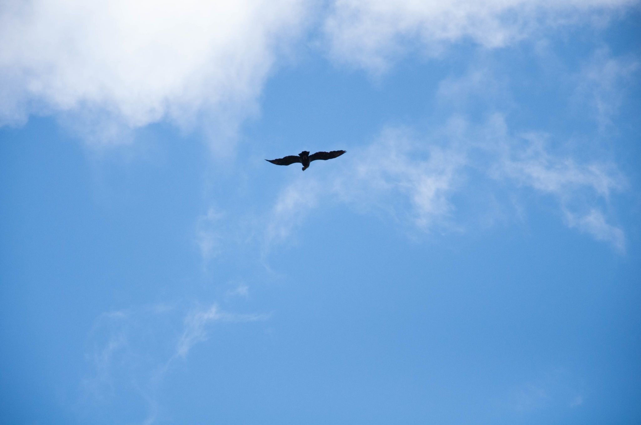 An Andean condor riding the thermals in the sky