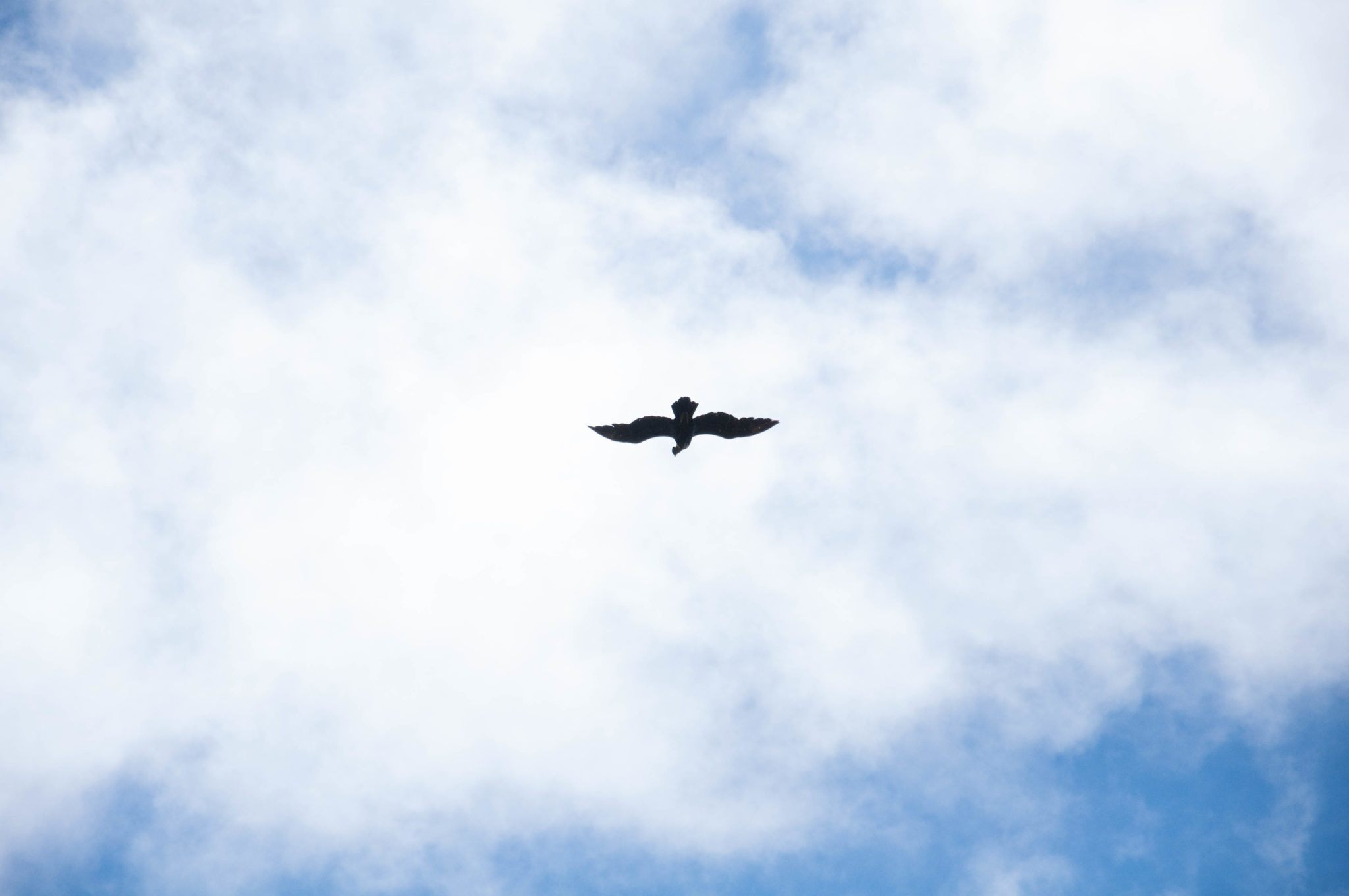 An Andean condor soaring above us