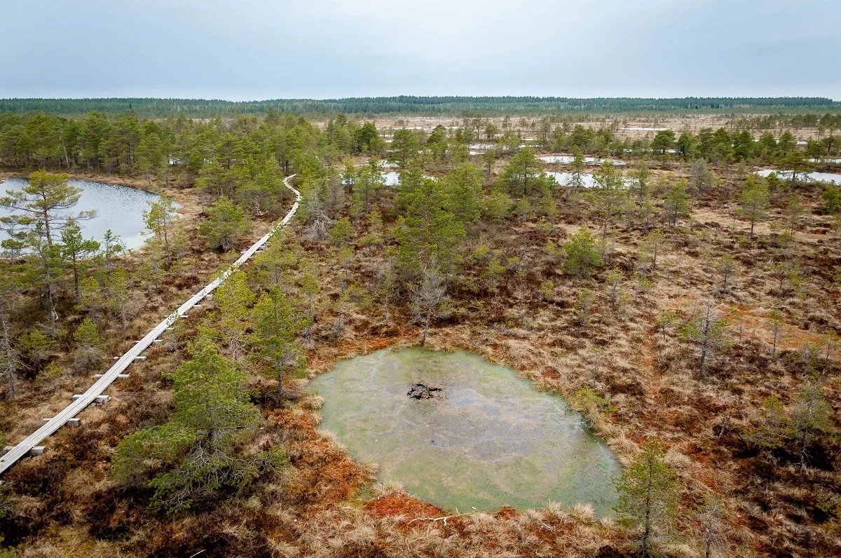 Above one of the Estonian bogs with walkway and trees