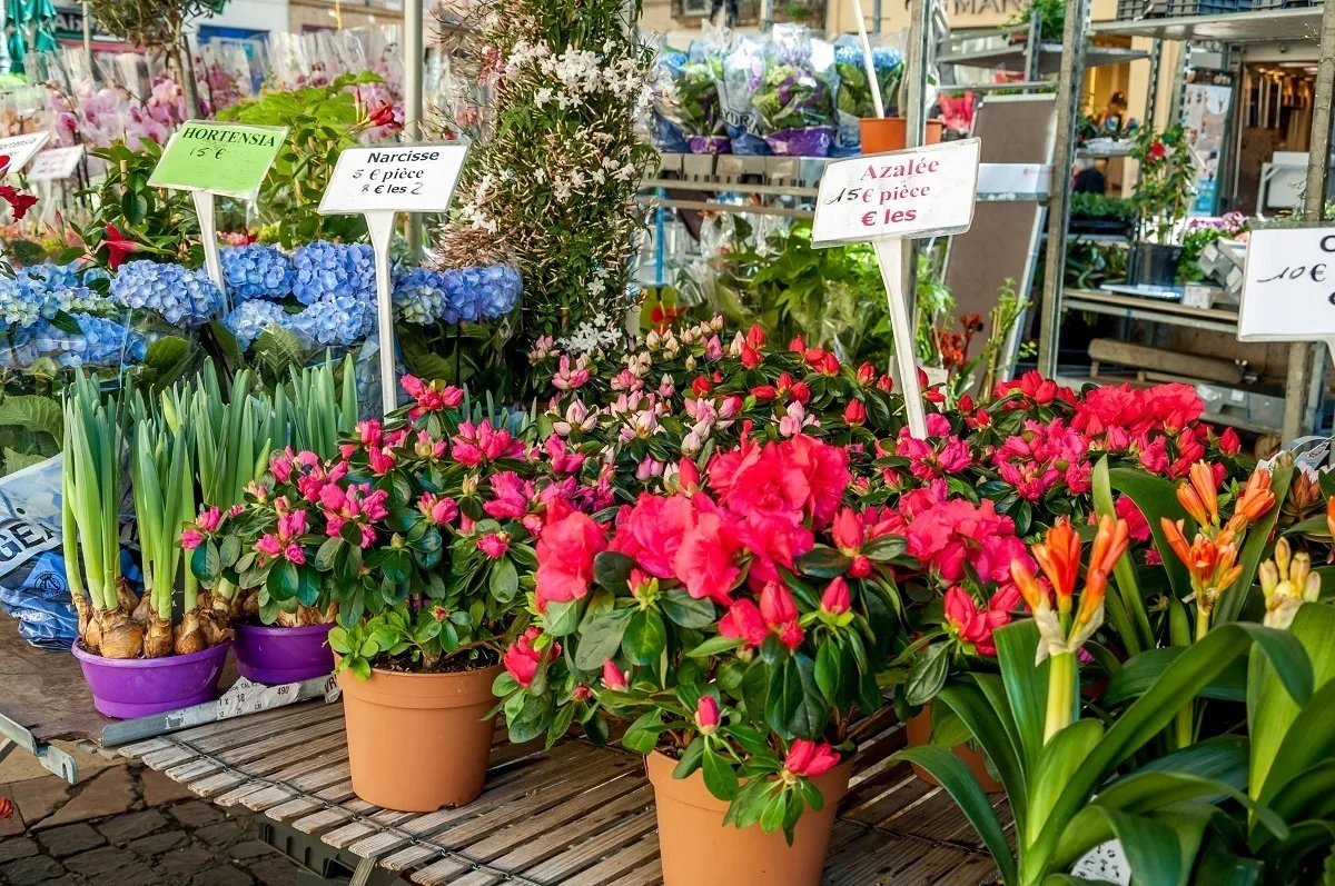 Potted flowers for sale