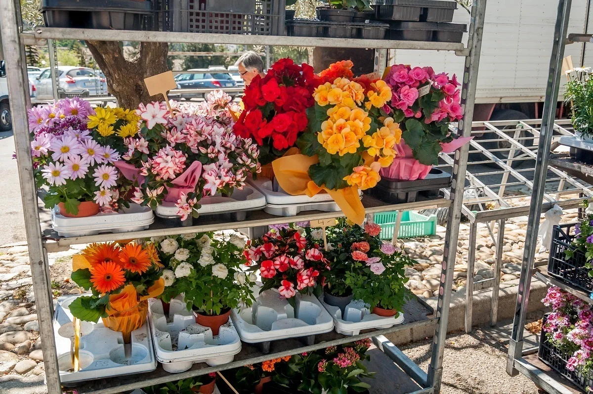 Potted flowers for sale