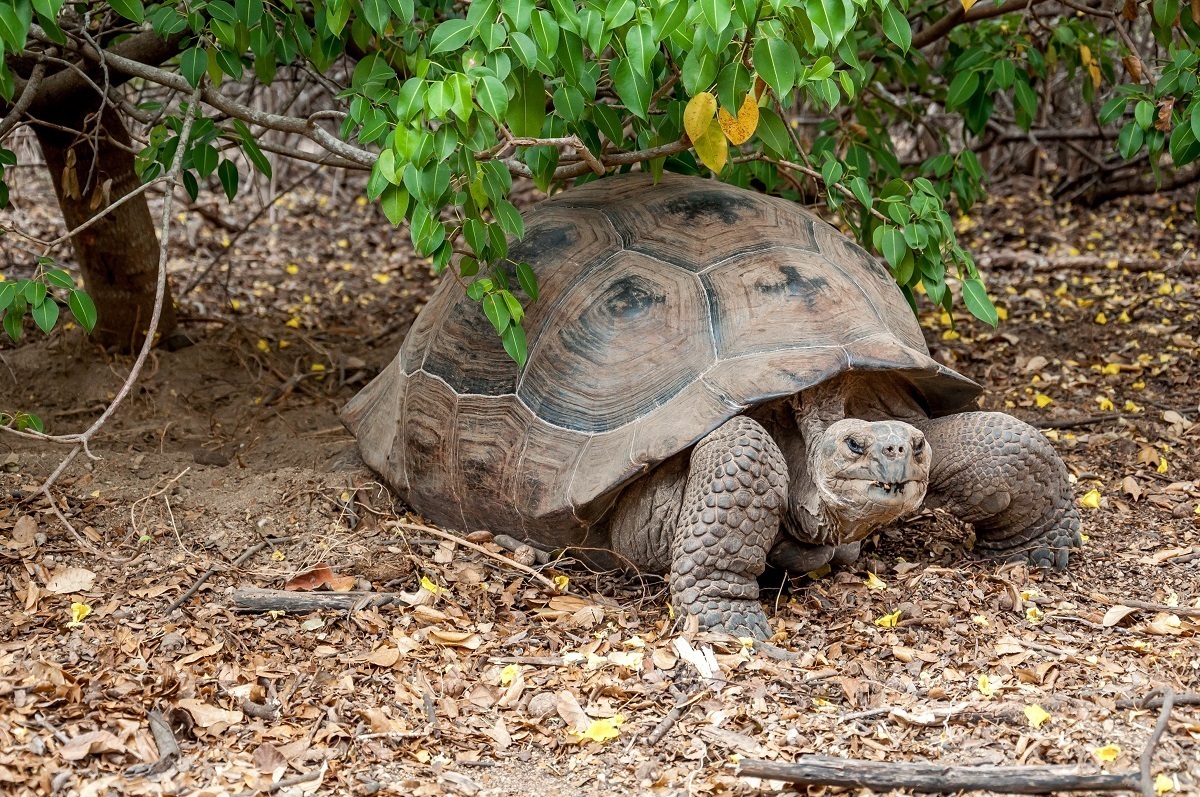 The giant Galapagos tortoise on Isabela Island in the Galapagos Islands
