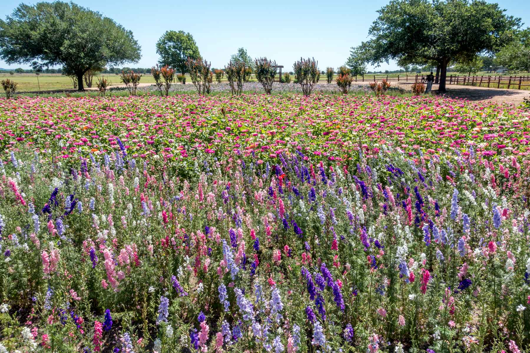 Field of purple, pink, and white wildflowers
