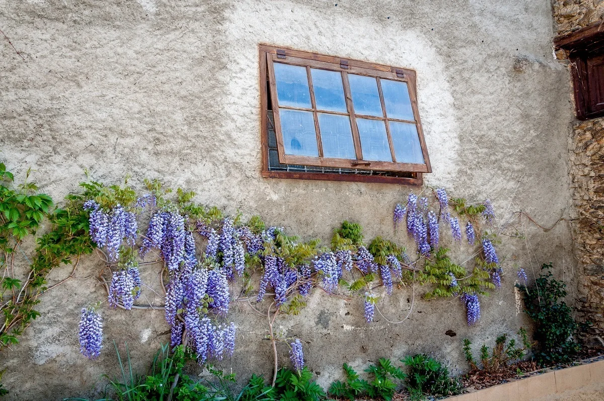 The wisteria plant growing up the wall at Casa Auvinya winery in Andorra