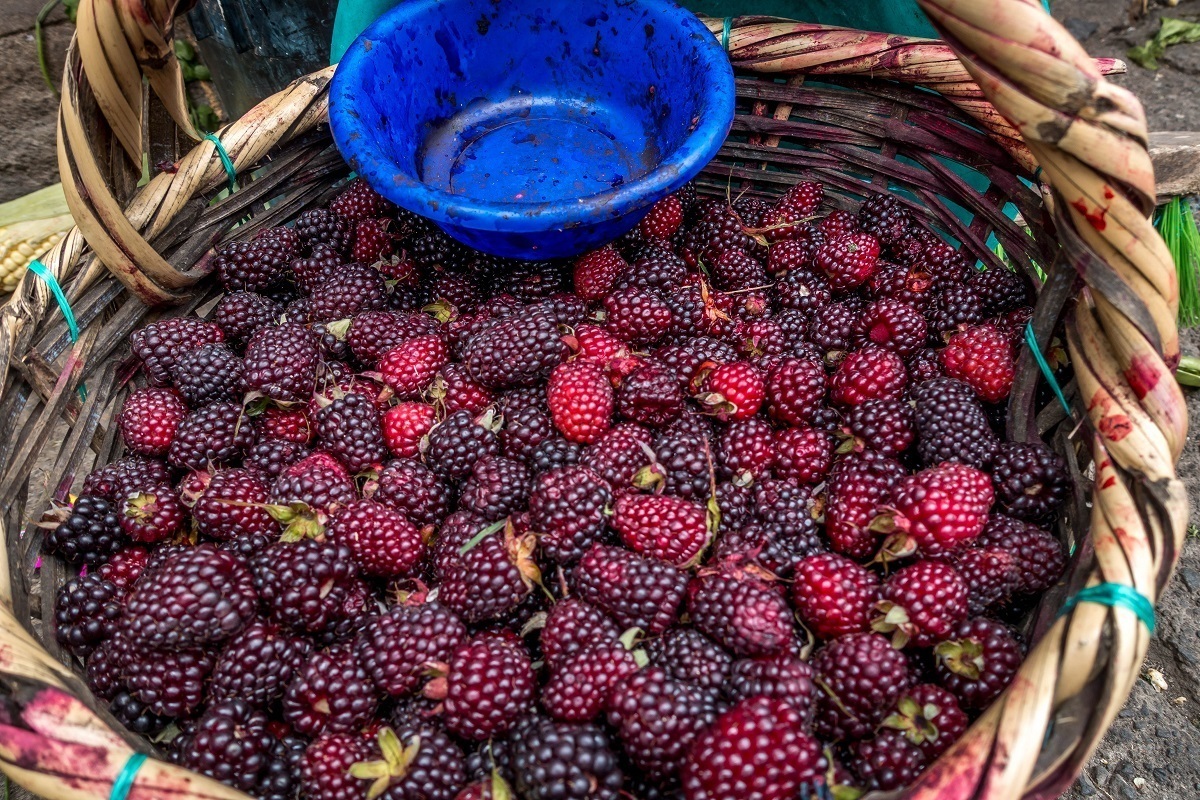 Wicker basket of raspberries