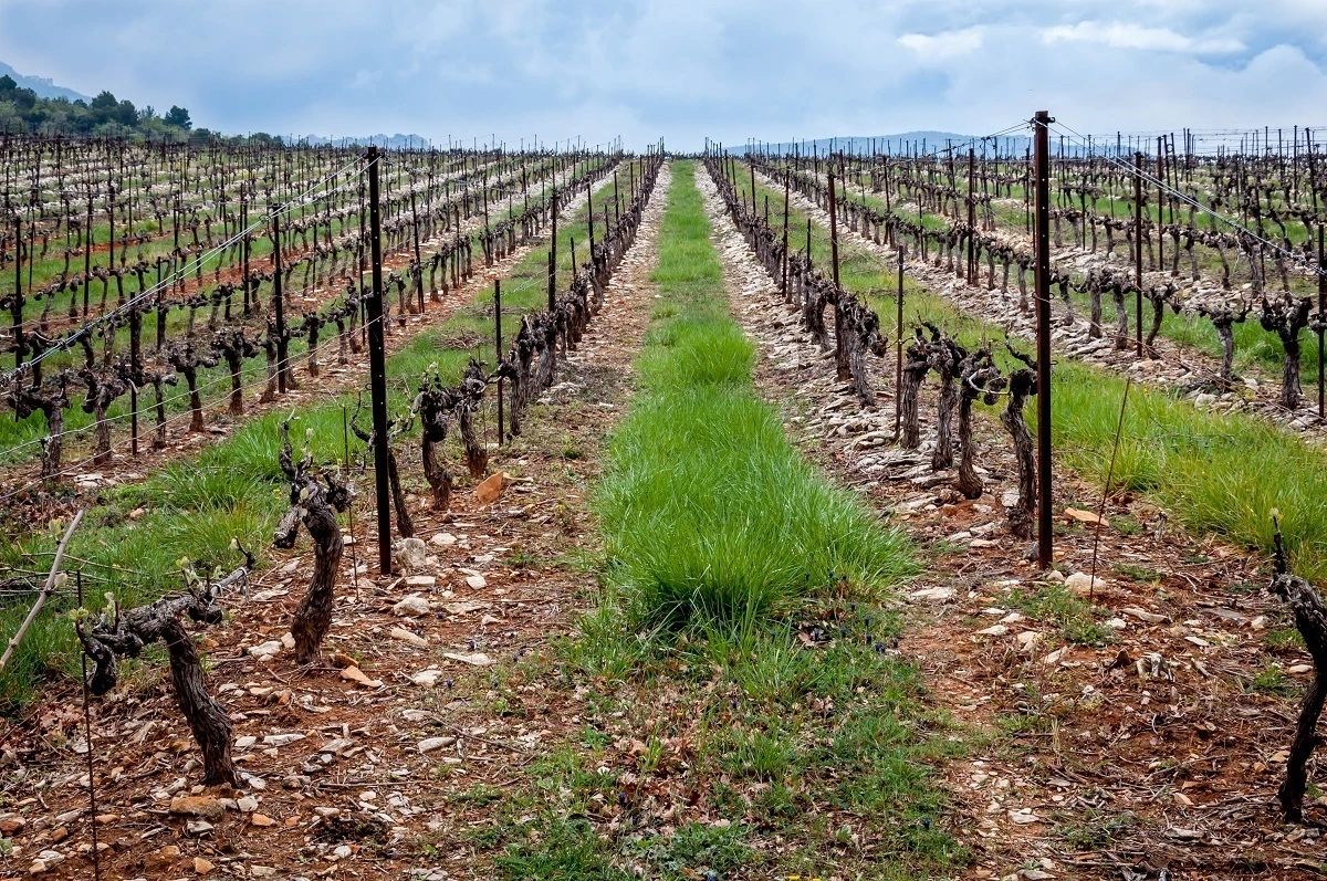 Vineyard on the Cotes du Rhone in France