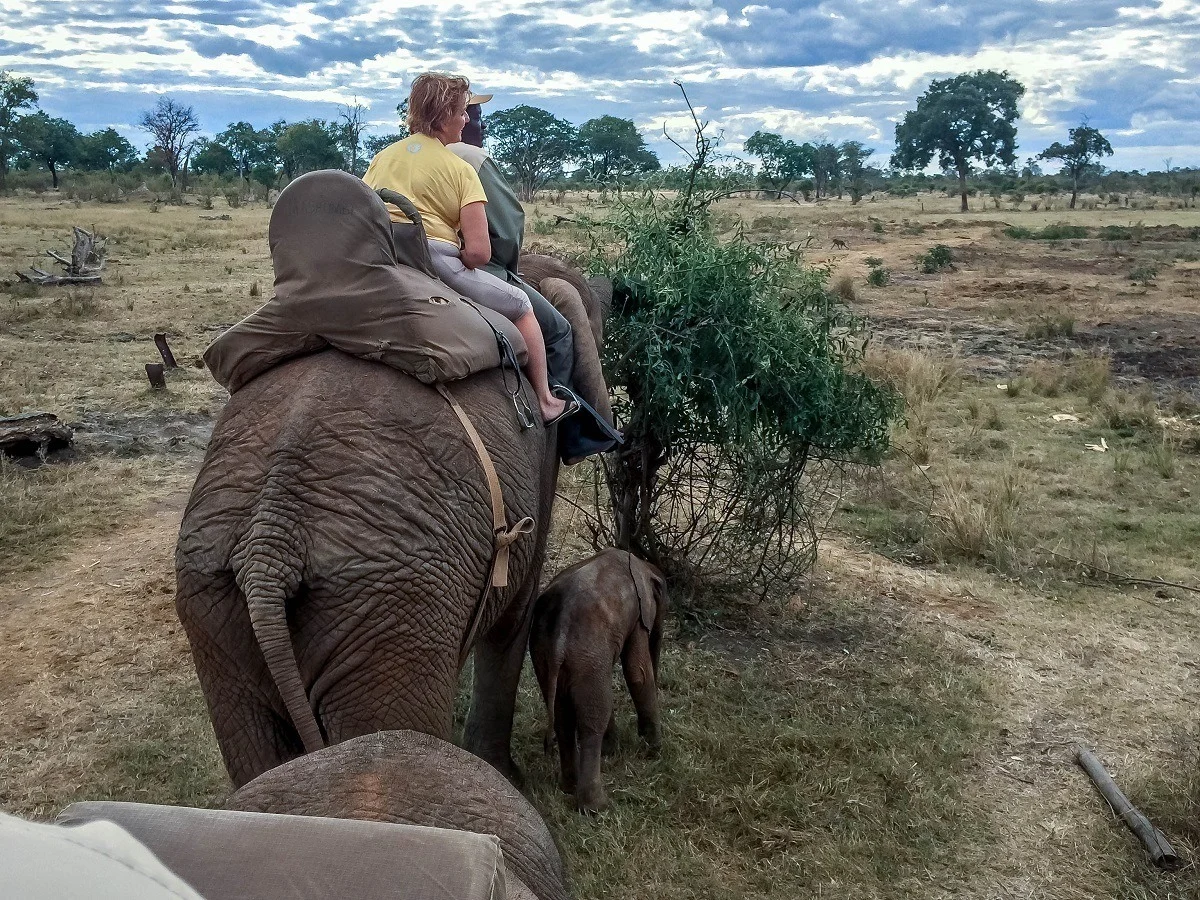 People riding adult elephant alongside baby elephant