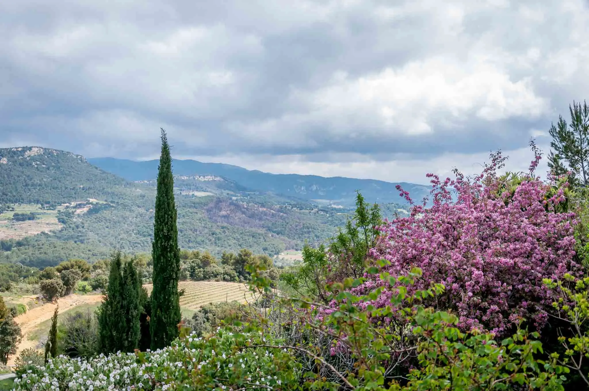 Mountains, trees, and flowers of  the Cotes du Rhone valley
