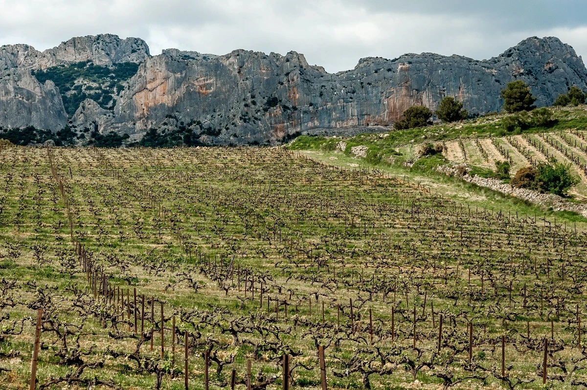Vineyards of Domaine de Coyeux in the Cotes du Rhone region 