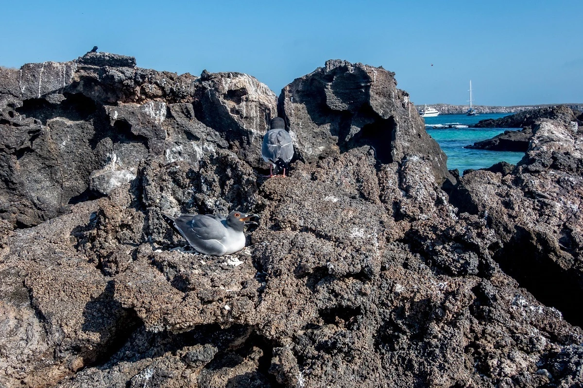Two gray birds with curved beaks on lava rocks