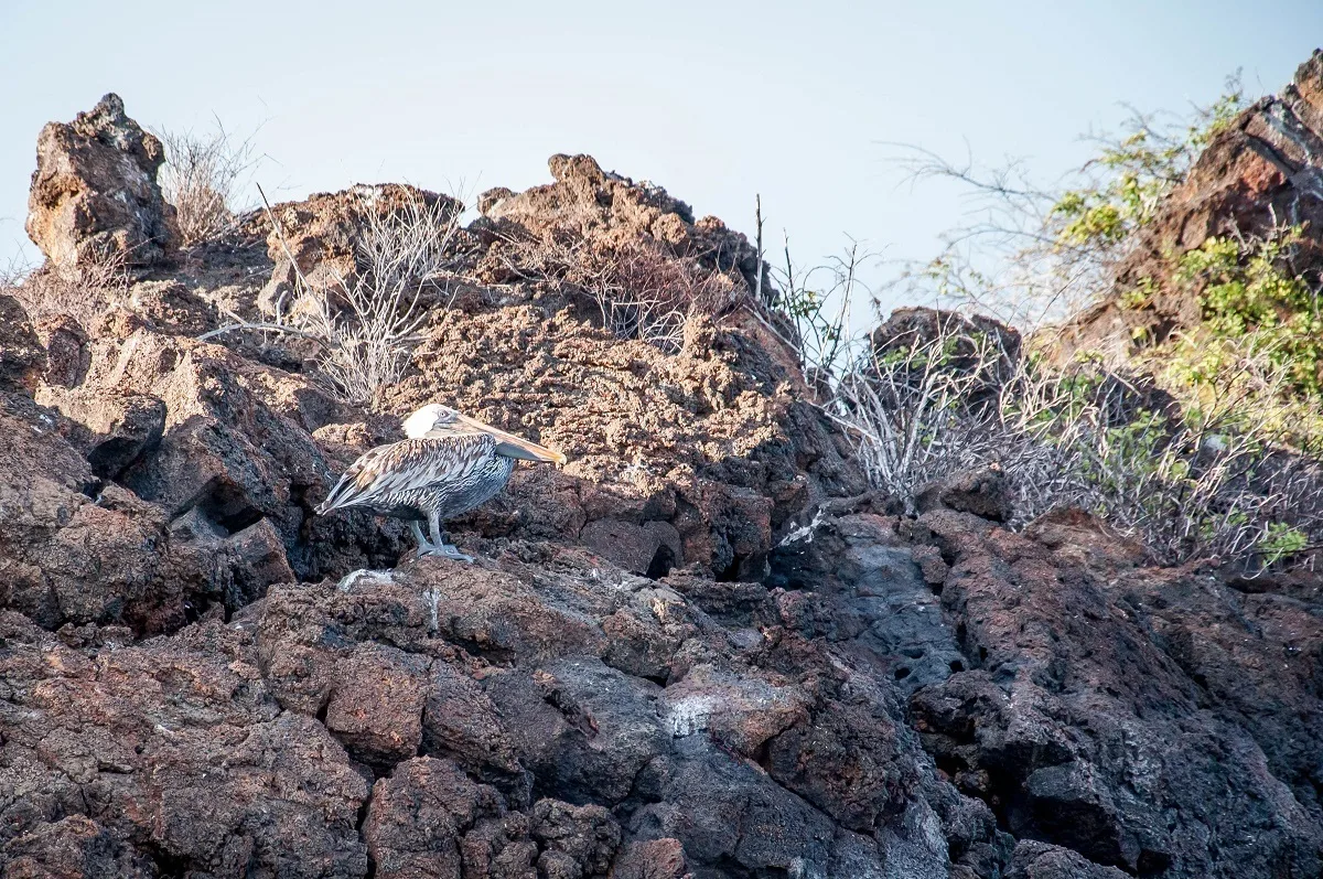 Bird with brown and white feathers blending in with lava rocks