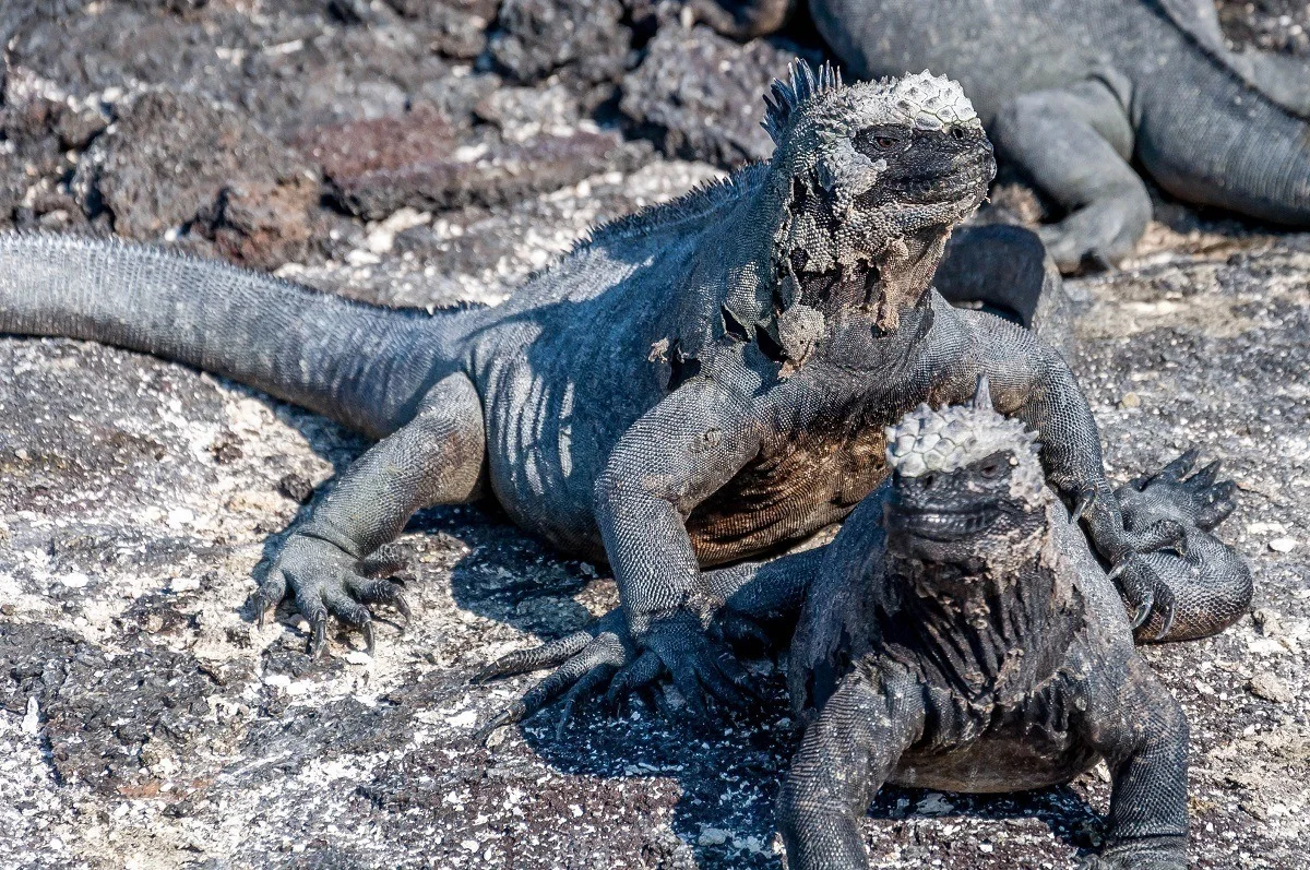 Pair of black iguanas on black rock