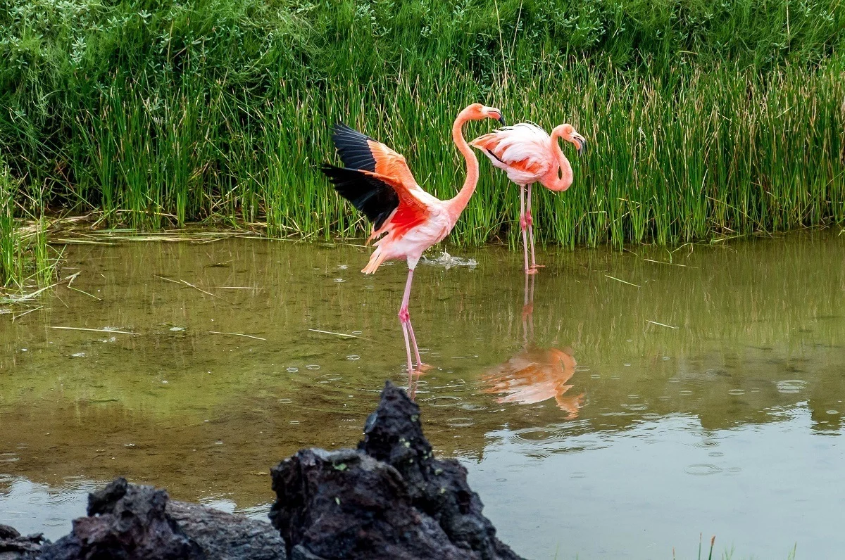 A pair of pink flamingos standing in  water 