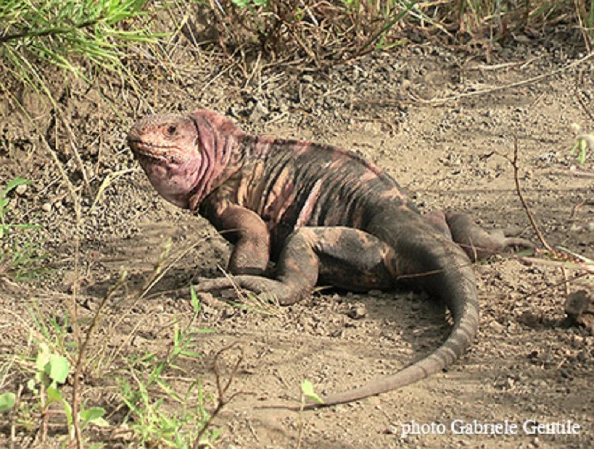 Galapagos pink iguana. Photo: Gentile, Gabriele. 2012. Conolophus marthae.