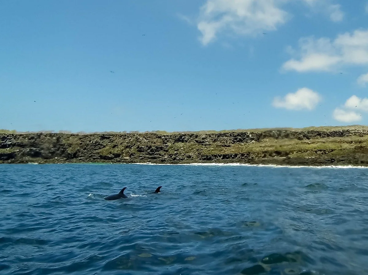 Dolphins swimming in the ocean off of an island