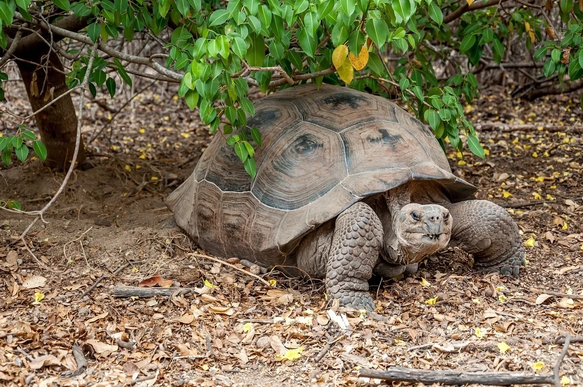 Giant Tortoise under a branch