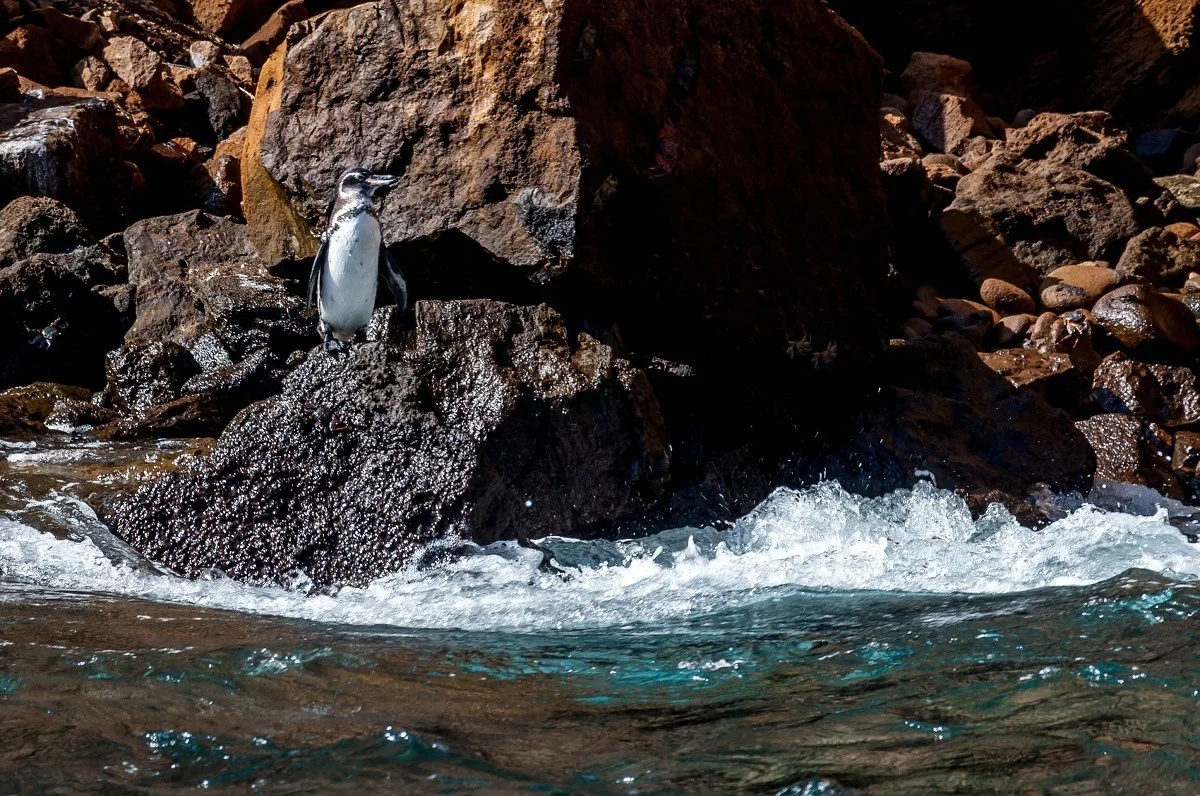 Penguin standing on a rock by the ocean