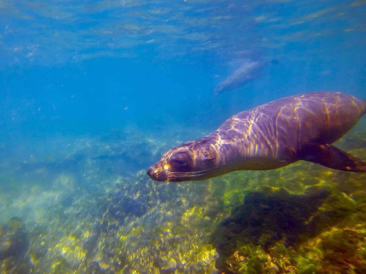 Sea lions swimming underwater
