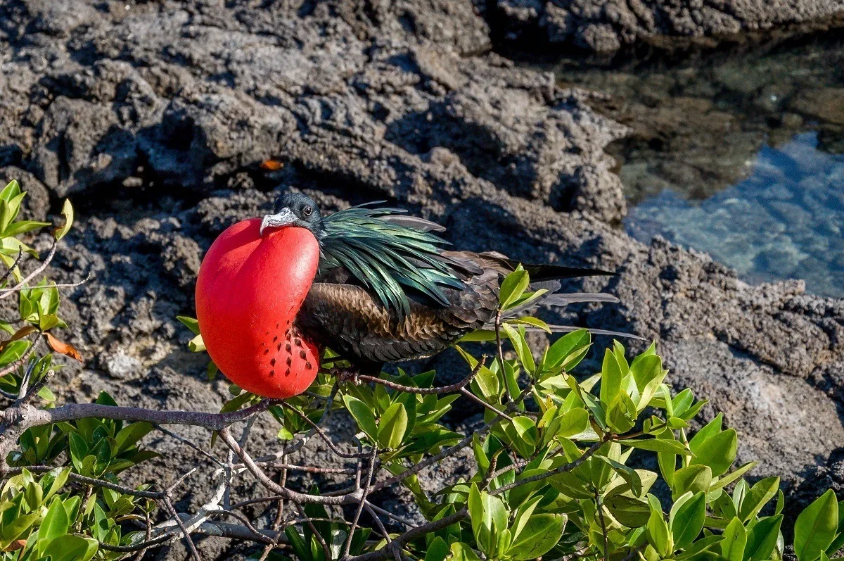 A Frigatebird with an inflated red air pouch in the Galapagos Islands
