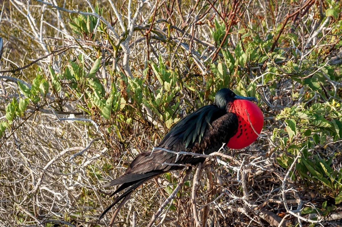 Greenish black bird with an inflated red throat, a frigatebird 