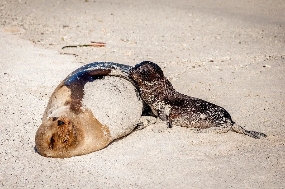 A mother sea lion and her pup on Genovesa Island 