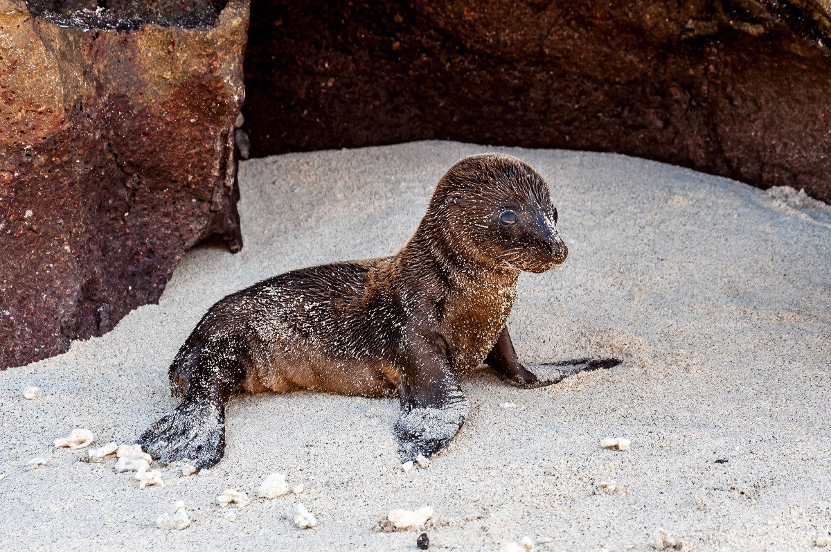 A sea lion pup in the sand