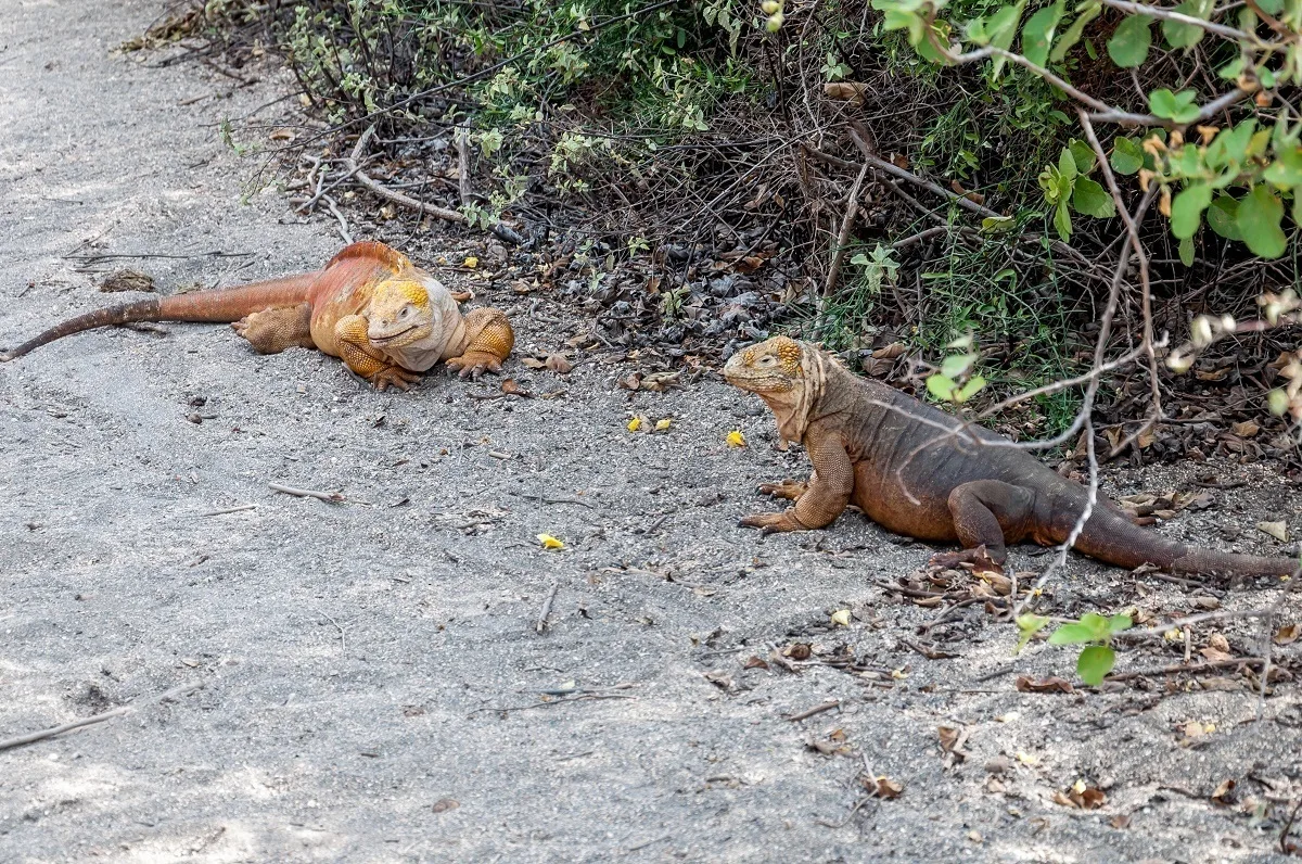 A pair of land iguanas