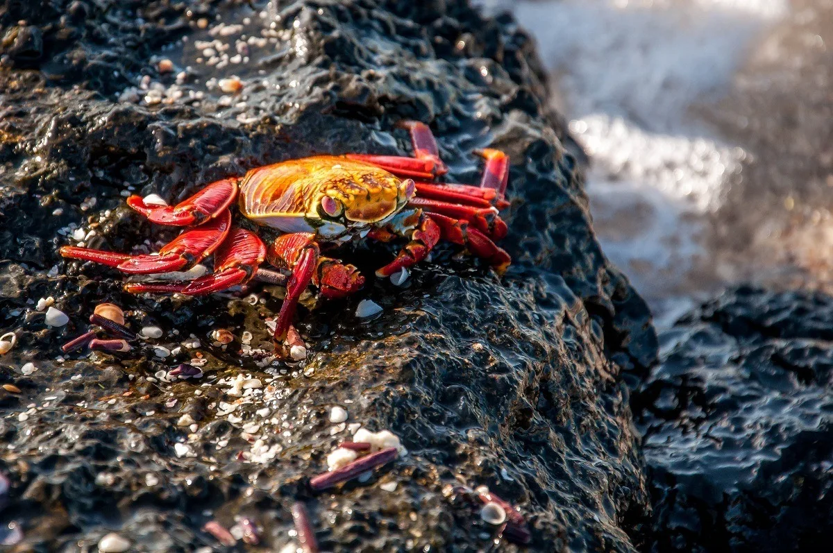 A red and yellow Sally Lightfoot Crab on black lava rock