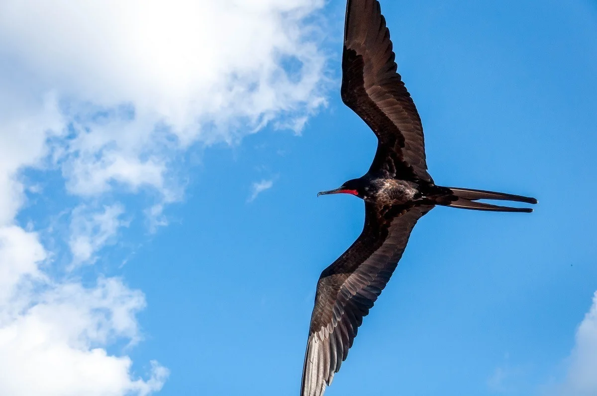 Black bird with a red throat, a male frigatebird in flight