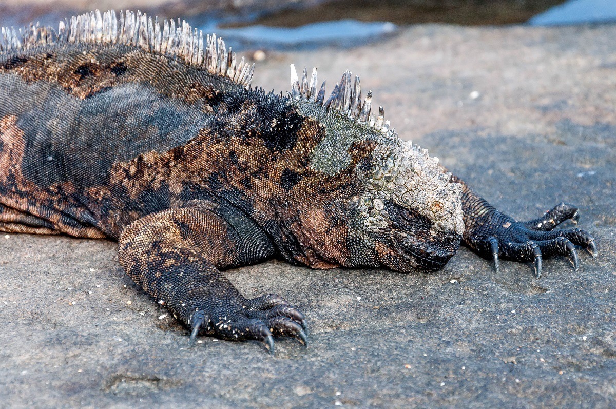 Marine iguana sunning itself 