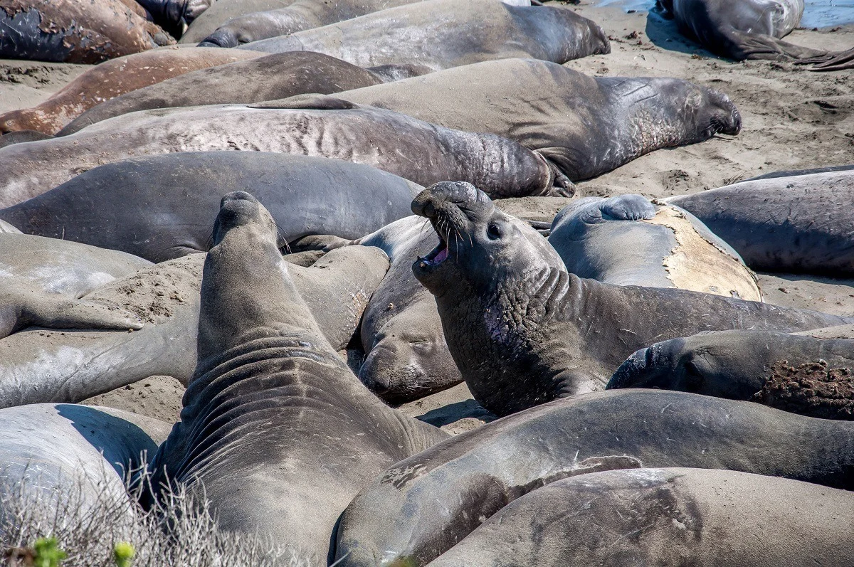 The elephant seals in San Simeon, California are one of the top things to do near Cambria