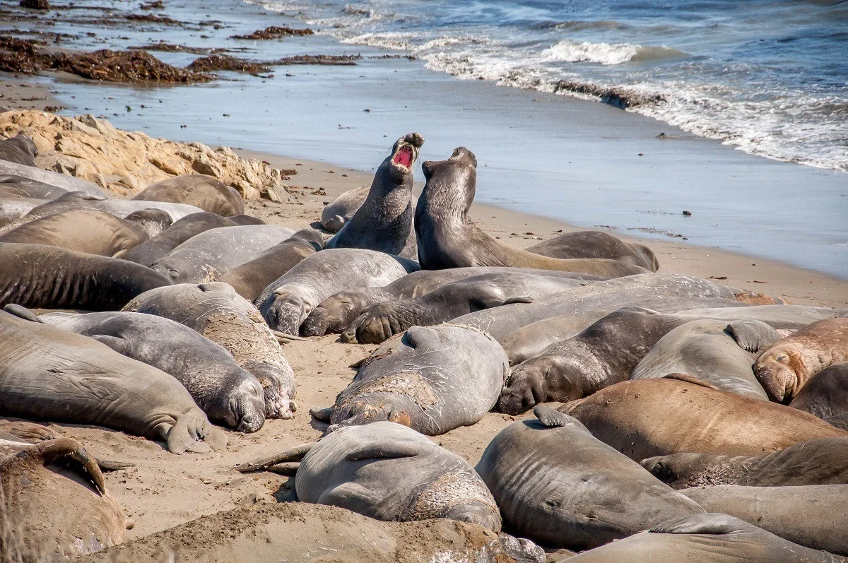 The elephant seal colony and Piedras Blancas rookery at San Simeon