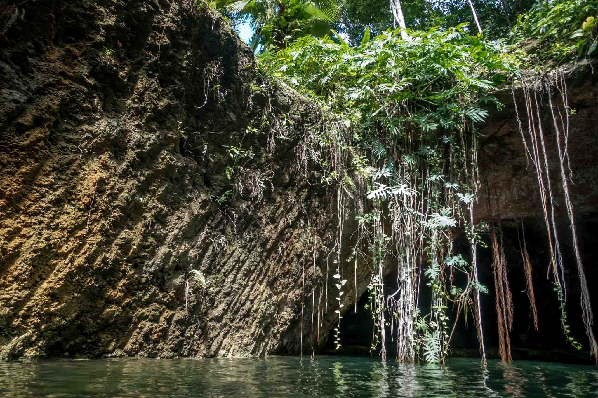 Plants and vines on the walls of a cenote