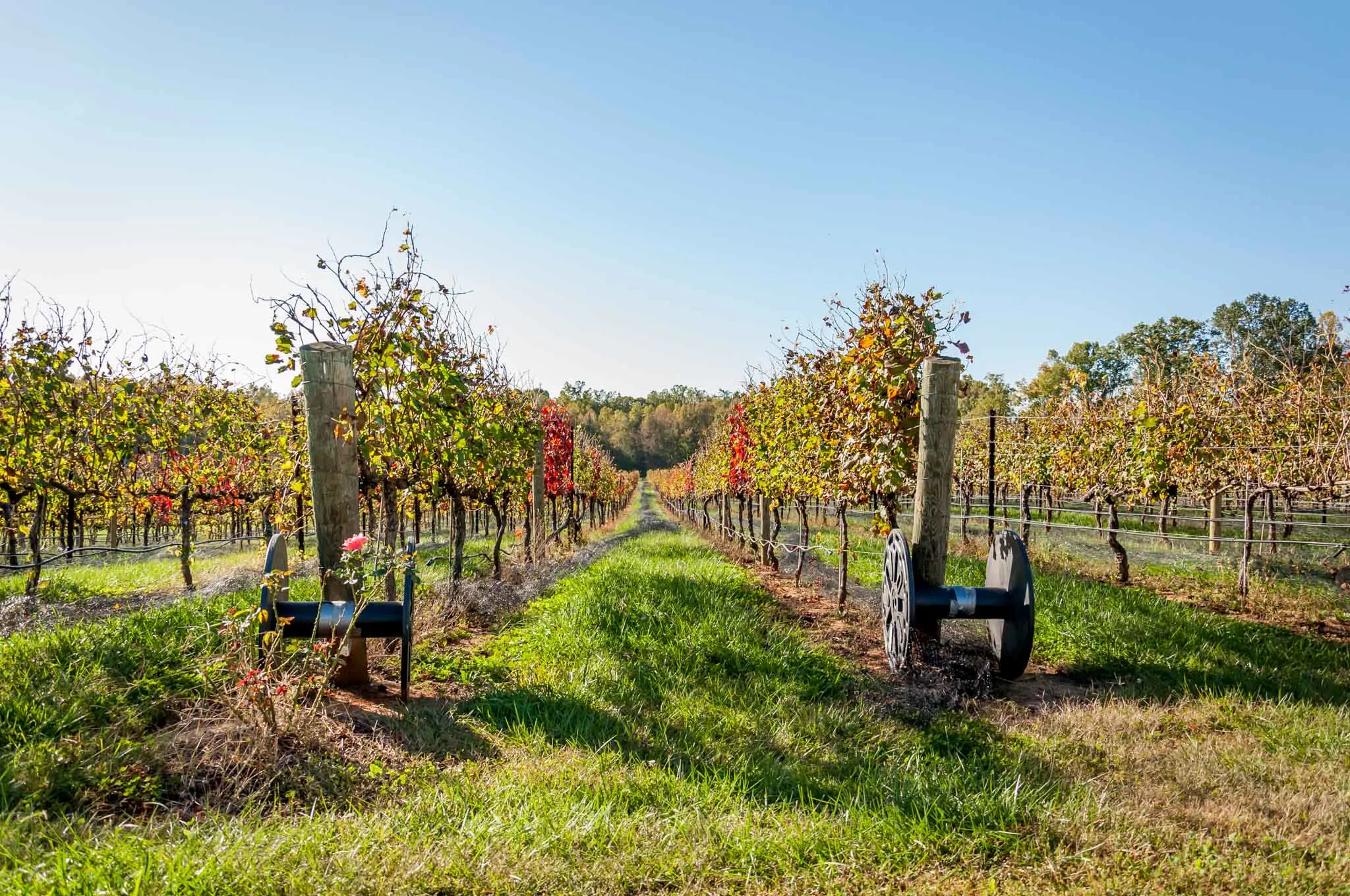 Grapevines in a vineyard with leaves changing for the fall