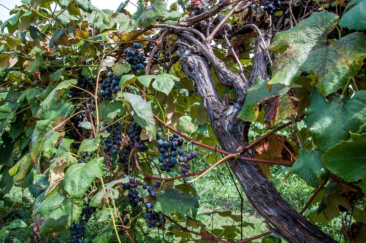 Grapes growing in vineyard at Presque Isle Wine Cellars, a winery in Lake Erie wine country