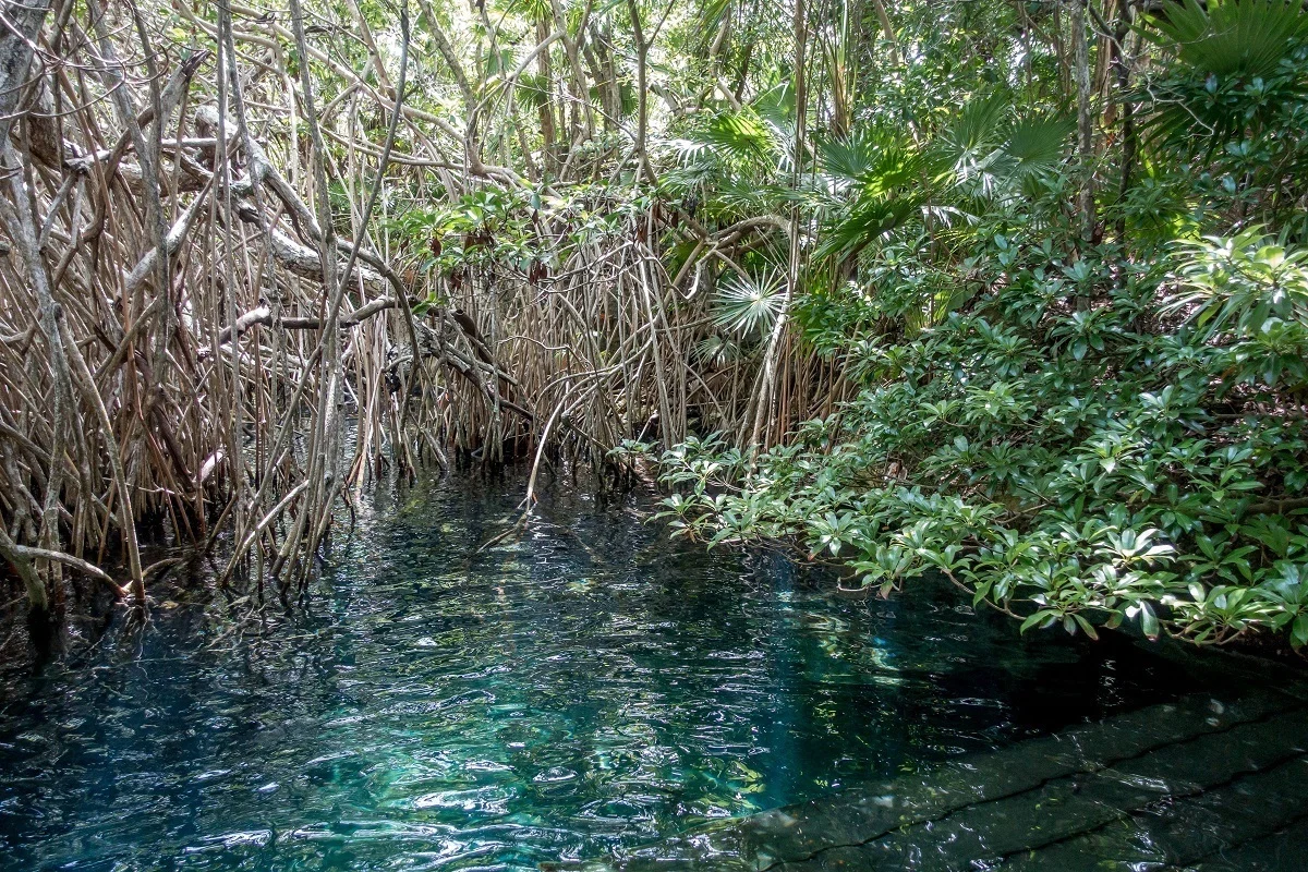 River entrance shrouded in mangroves