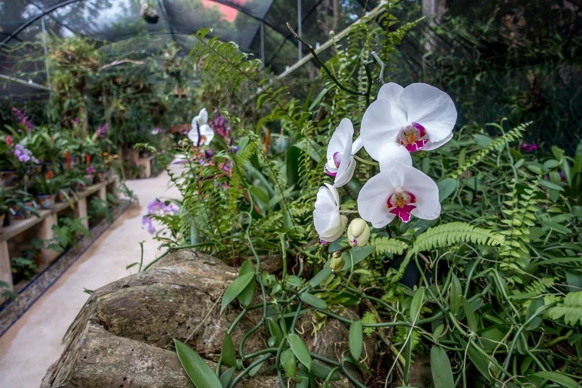 Orchids in an indoor rainforest