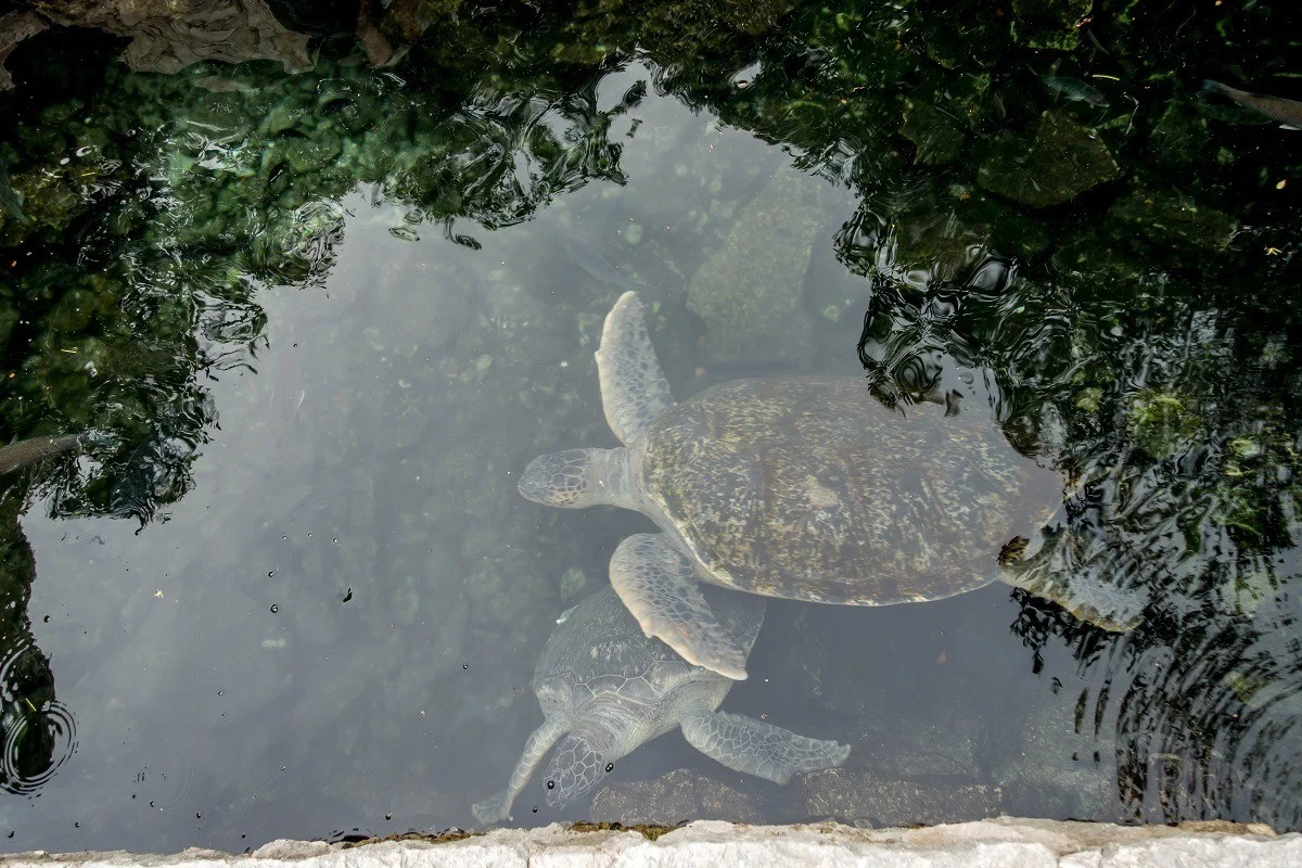 Swimming turtles