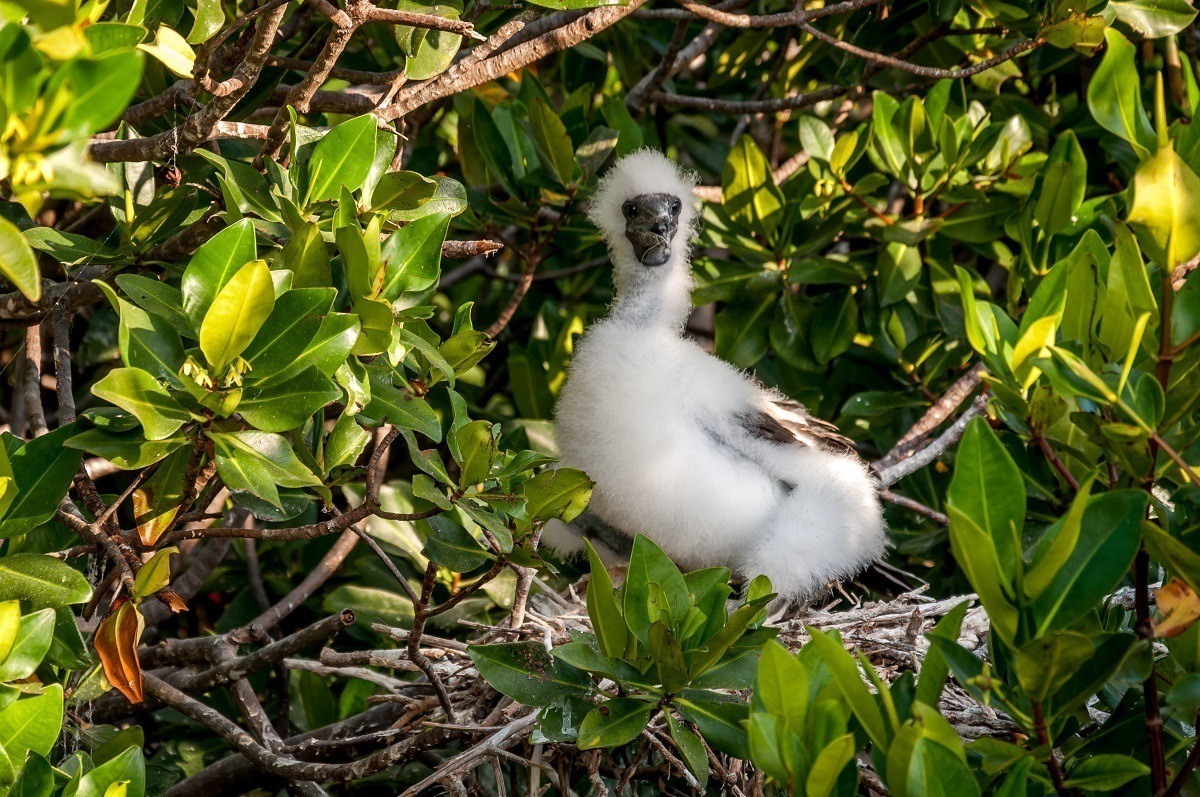 Baby blue-footed booby chick