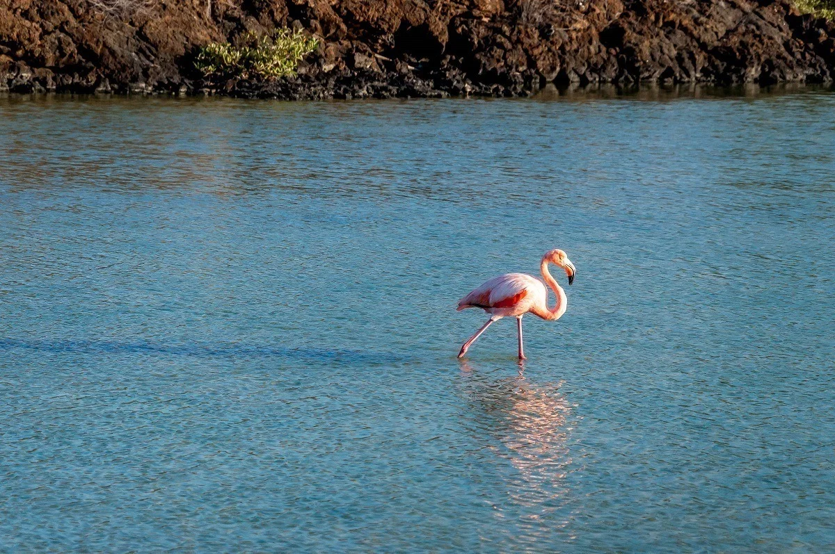 Lone flamingo standing in water