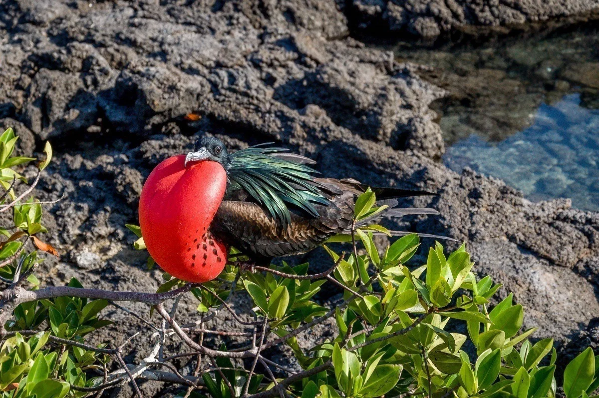 Frigate bird with inflated red pouch on Genovesa Island in the Galapagos