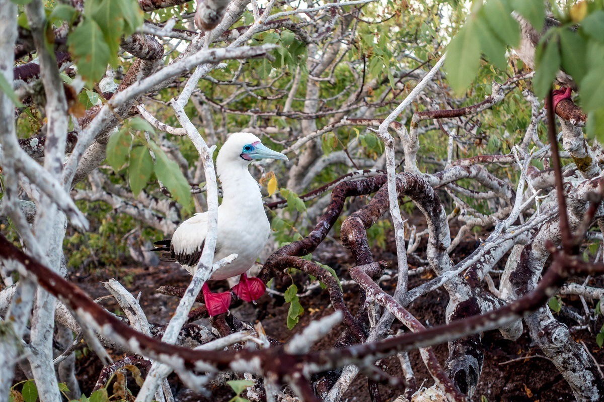 Red-footed booby on Genovesa Island in the Galapagos