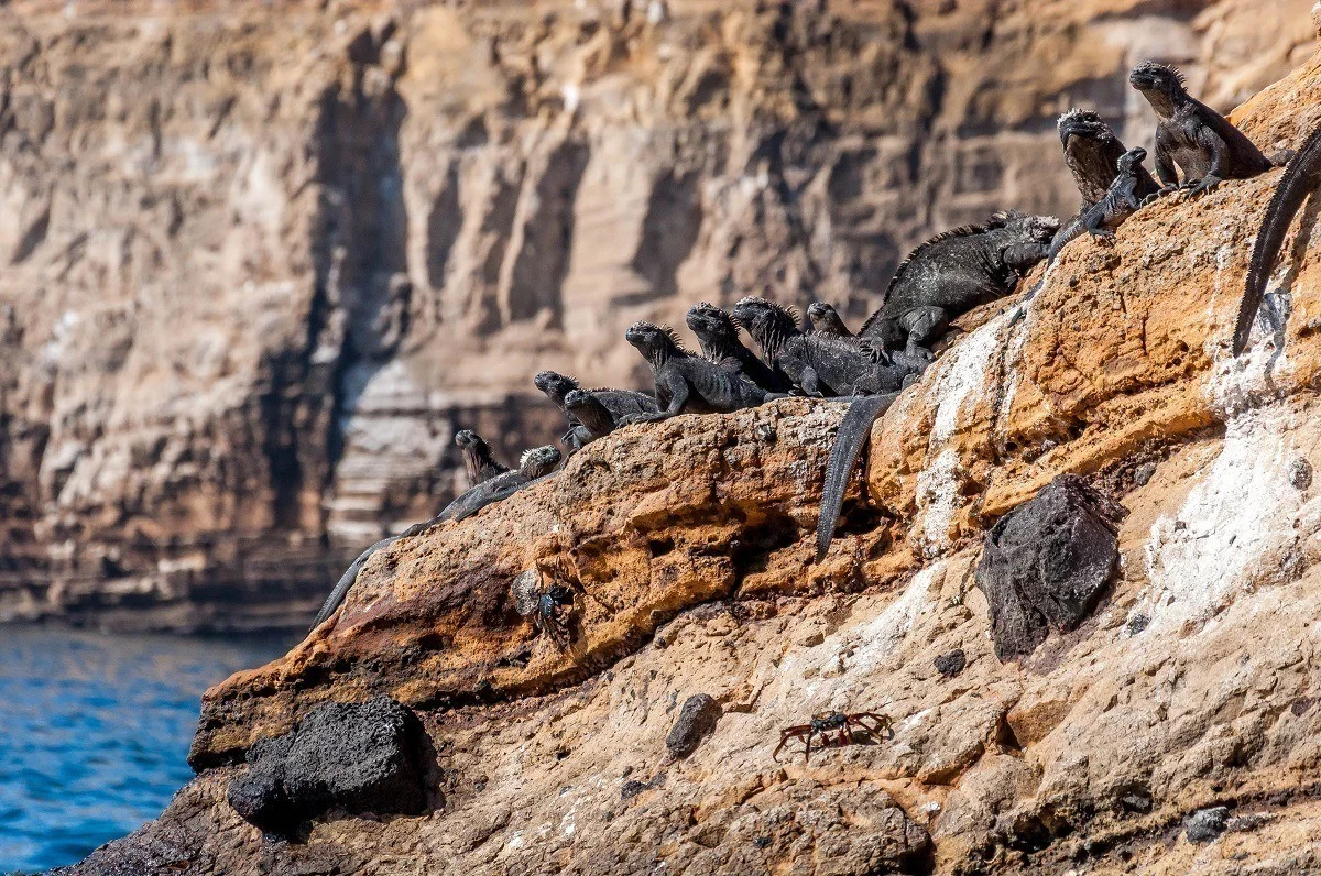 Black marine iguanas sunning on a rock