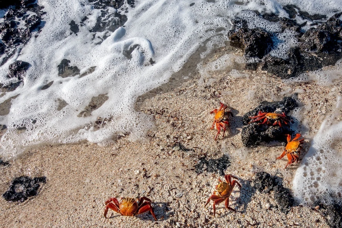 Sally lightfoot crabs in the surf on Santa Cruz Island in the Galapagos