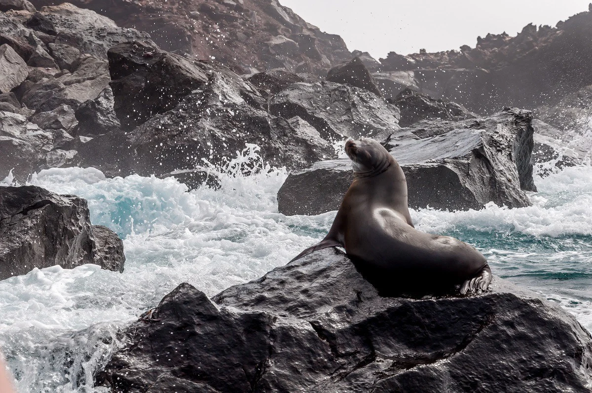Seal on a rock with waves crashing against it