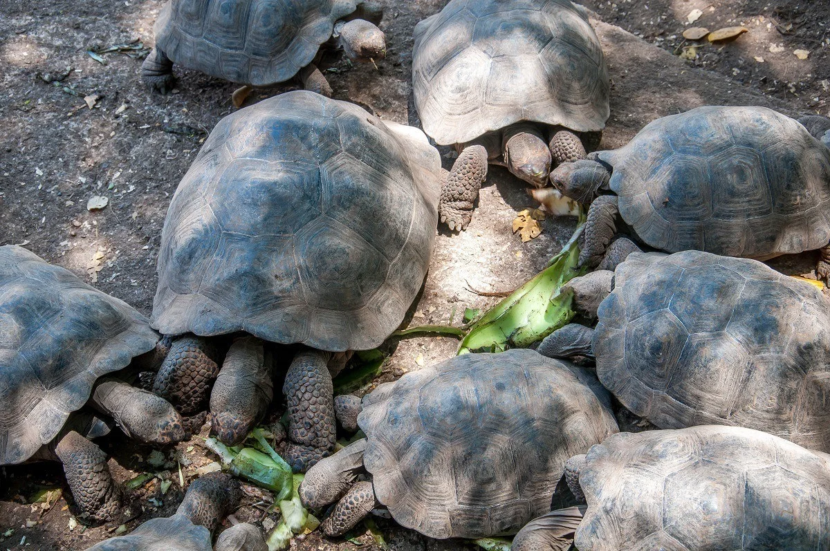 Group of Galapagos tortoises eating