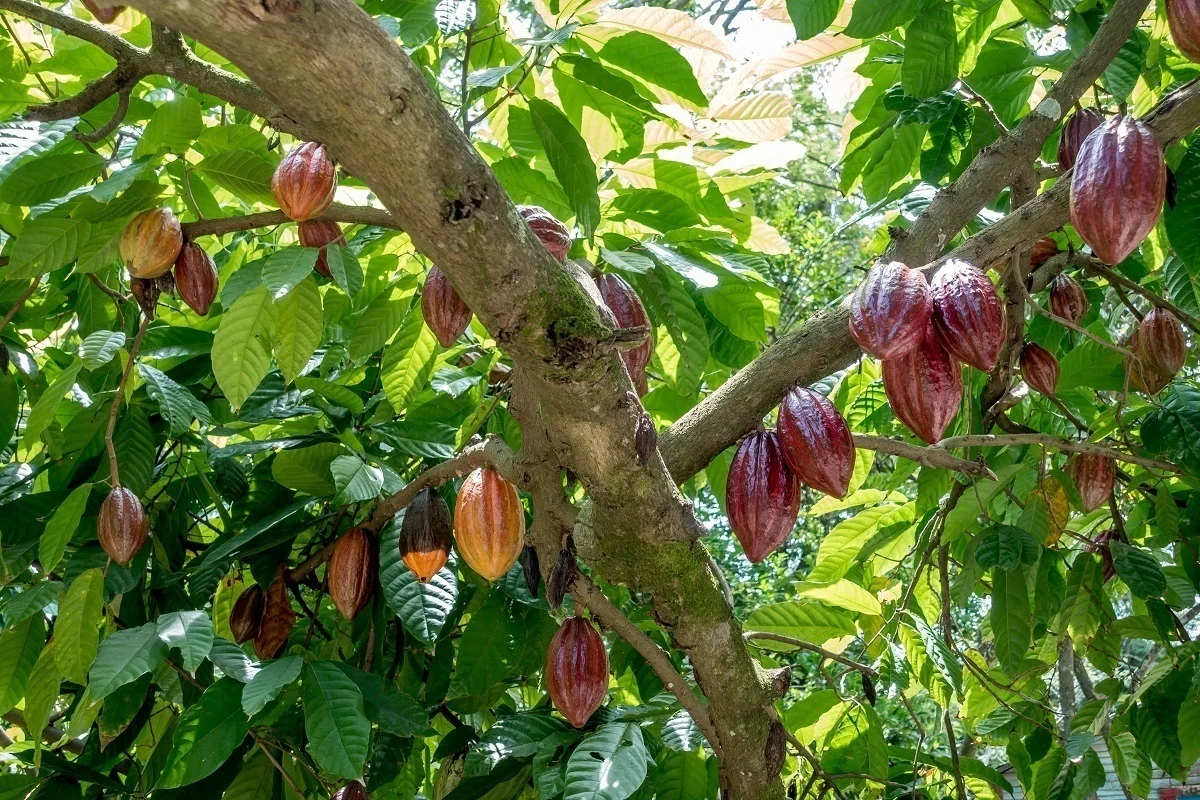 Multi-colored cacao pods hanging from trees